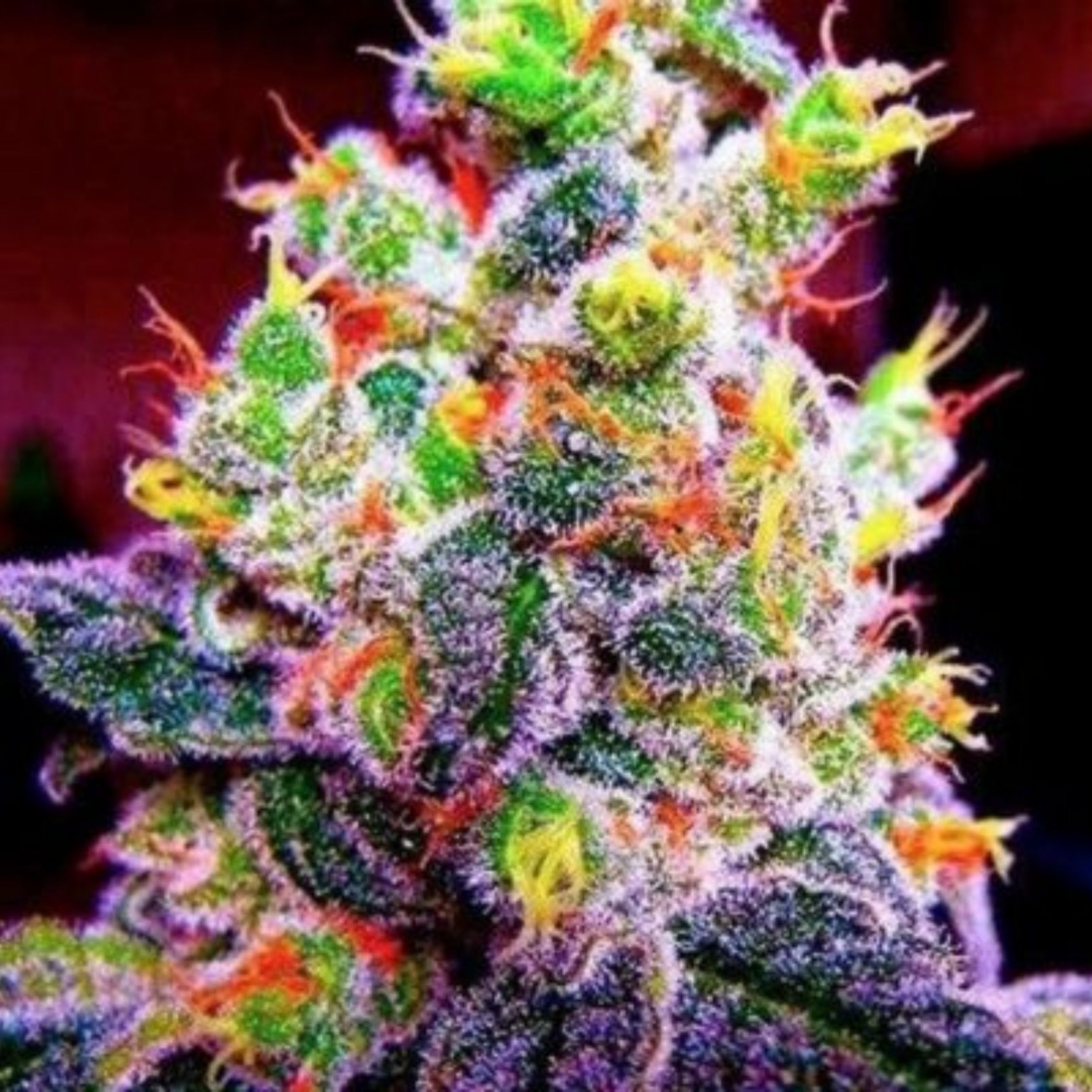 Dutch Seeds Shop: FRUITY PEBBLES CANNABIS SEEDS (10 SEEDS) | Leafly